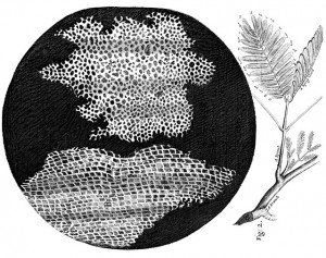 Células_en_Micrographia_de_Robert_Hooke