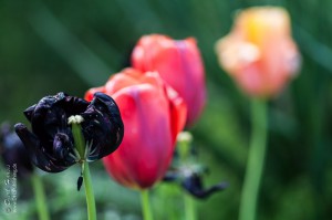 Vier Tulpen in drei Farben: Gleiche Art in Variationen.