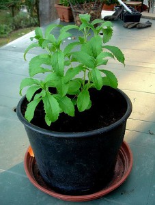 Stevia-Pflanze. (Irene Kightley, CC-BY-ND)