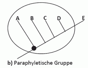 paraphyletischegruppeweb
