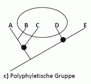 polyphyletischegruppeweb