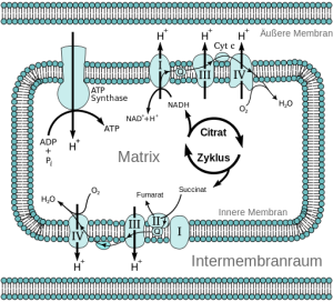 Abb.3: Schematische Darstellung der Elektronentransportkette (Atmungskette) in der inneren Membran der Mitochondrien