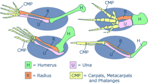 Abb.2: Aufbau der Knochen des Vorderbeins bzw. Arms, Flügels, Flosse bei Wirbeltieren Der Oberarm- bzw. Oberschenkelknochen (Humerus bzw. Femur) ist mit dem Schultergürtel gelenkig verbunden, dann folgen ein Knochenpaar (Ulna und Radius bzw. Tibia und Fibula) sowie Hand- bzw. Fußwurzelknochen und Finger- bzw. Zehenknochen (Phalangen).