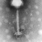 Hans-Wolfgang Ackermann, A Transmission Electron Microscope Image of the Synechococcus Phage S-PM2, aus: The Third Age of Phage. Mann NH, PLoS Biology Vol. 3/5/2005, e182 doi:10.1371/journal.pbio.0030182, CC BY 2,5
