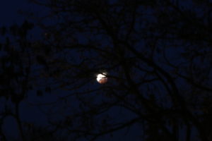 Die Mondfinsternis am Morgen des 21.1.2019. Der Mond ist schon deutlich in den Halbschattenkegel der Erde eingetreten und ist bereits dicht über dem Horizont. Canon EOS6D mit Leica Elmarit-R 180 mm