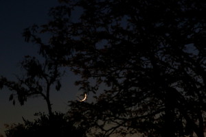 Mond vor ... oder hinter? ... Baum. Canon EOS6D mit Leitz Elmarit-R 180 mm, ISO 1000, f/11, 1/6 s