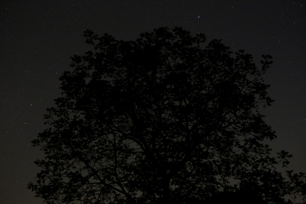 Die Vega über einem Baum am 6. Mai 2015 um 23:30 MESZ, Canon EOS 6D, Leica Summicron 50, f/2, ISO 10000, 1 Sekunde