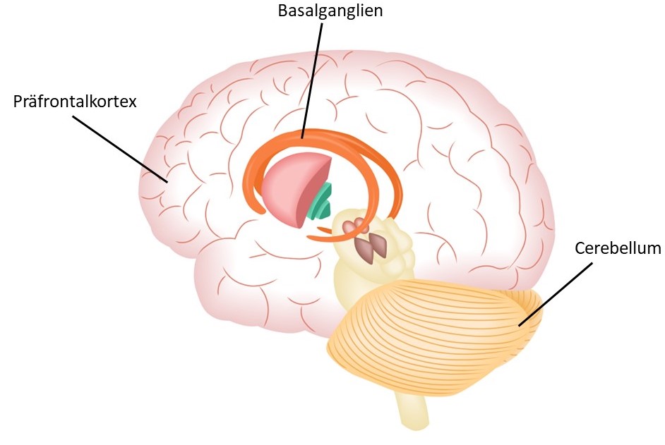 Relevante Hirnareale in der Entstehung von ADHS: Präfrontalkortex, Basalganglien, Cerebellum