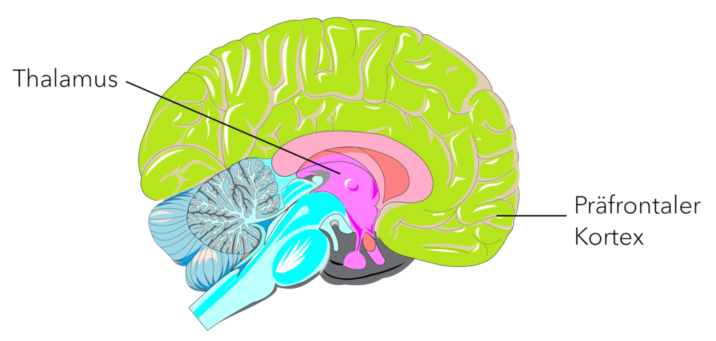 Das Gehirn: Lokalisation des Thalamus im Zwischenhirn und des Präfrontalkortex
