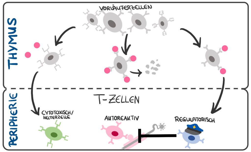 T-Vorläuferzellen können sich in unterschiedliche T-Zellen entwickeln. Die Schlüsselfunktion der T-Zellen wird bei der Impfung gegen Multiple Sklerose genutzt.