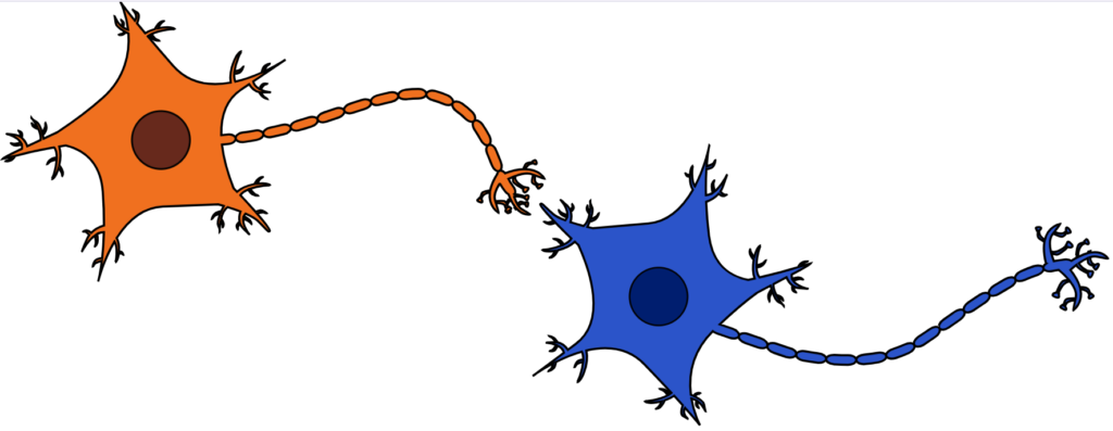 Zwei Neuronen sind verbunden