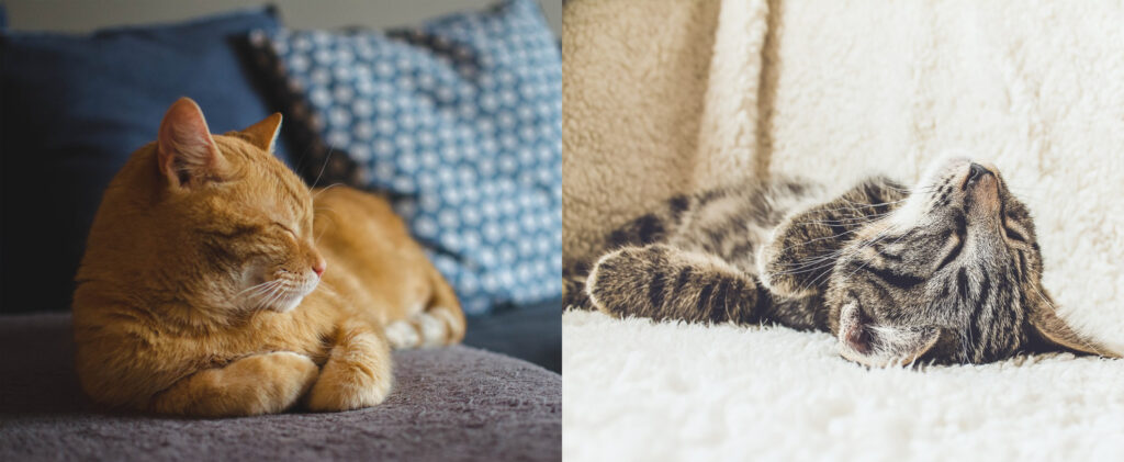 Katzen ohne Schlafstörungen in verschiedenen Schlafphasen.