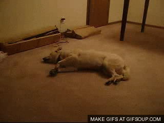 Der Hund rennt im Schlaf aufgrund einer REM-Schlaf-Verhaltensstörung