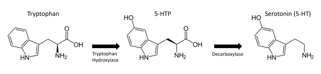 Serotonin Synthese