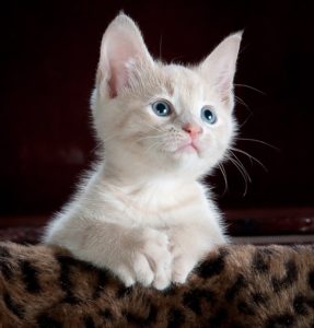 Photo of a cute kitten