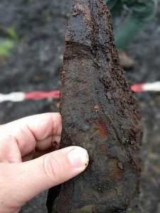 Ölschiefer aus der Grube Messek. Trotz gründlicher Untersuchung fand ich keine Fossilien.