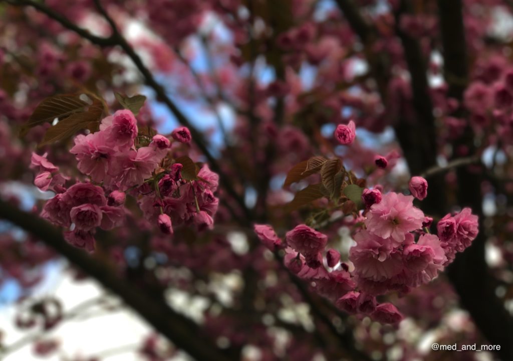 Las flores de cerezo japonés son muy sensibles. El clima frío en esta época del año en la capital alemana puede dañar los pétalos tiernos.