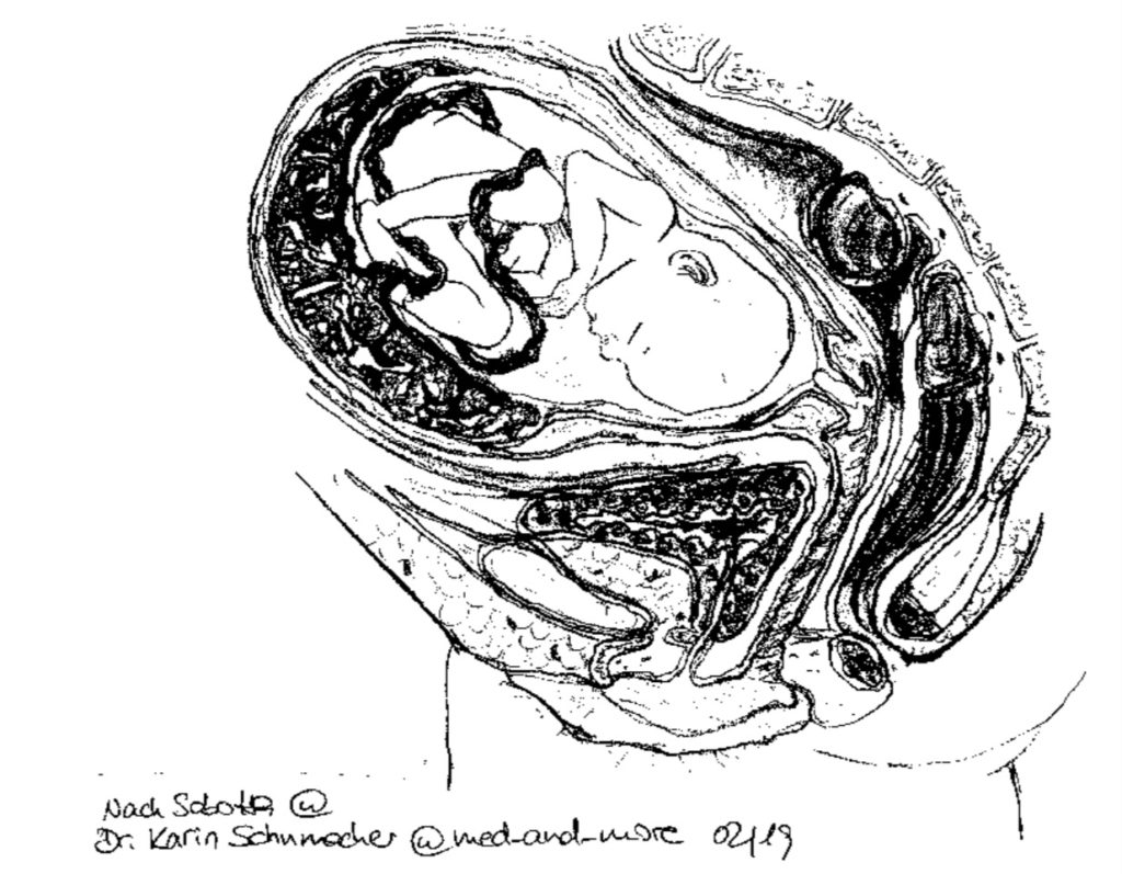 Medianschnitt des weiblichen Beckens kurz vor Ende der Schwangerschaft. Zeichnung nach Sobotta, Dr. Karin Schumacher. 