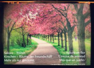 Sakura en flor -ein Haiku für meine Freunde. Deutsche Version: Sakura - Blüten / Kirschen - Bäume der Freundschaft / mehr als nur geträumt.