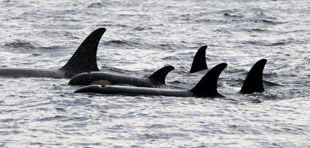 Orcas of various ages in Johnstone Strait, British Columbia