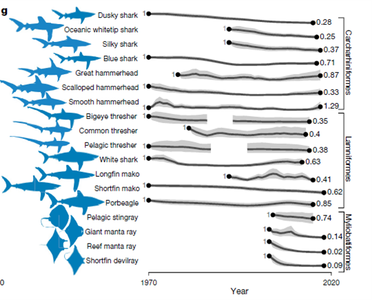 Schematische Darstellung zum Rückgang von Haiarten