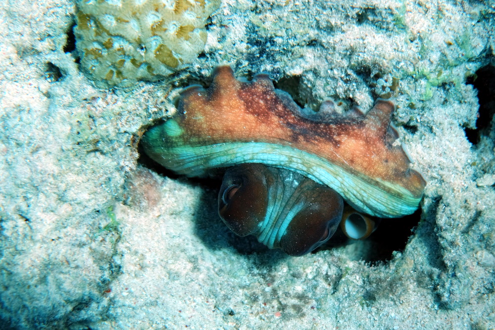 Kraken versteckt sich in Korallenhöhle