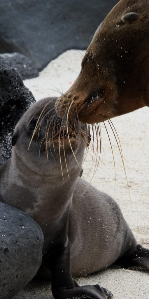 Galapagos-Seelöwenbaby beim Schmusen mit der Mutter