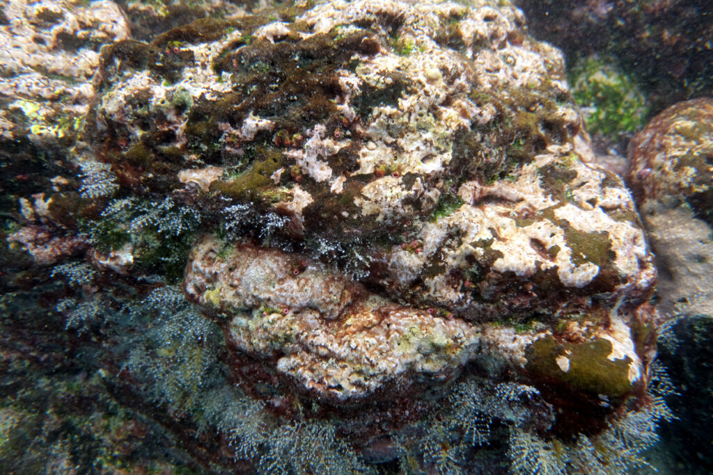 Coralline Rotalgen und andere Algen überziehen einen Felsblock unter Wasser