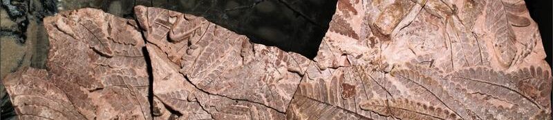 Fossil des Jahres 2023: Pflanzenfossil Medullosa stellata mit Alethopteris schneideri aus dem frühen Perm
