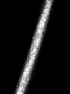 Ein Haar des Autors aufgenommen mit einem Konfokal-Mikroskop