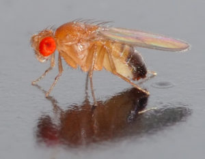 Fruchtfliege Drosophila melanogaster