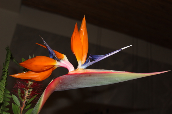 Blume des Paradiesvogels heißt diese Pflanze auf Portugiesisch