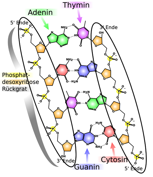 Schematische Darstellung eines DNA-Moleküls modifiziertes Original von Madeleine Price Ball (über Wikipedia)