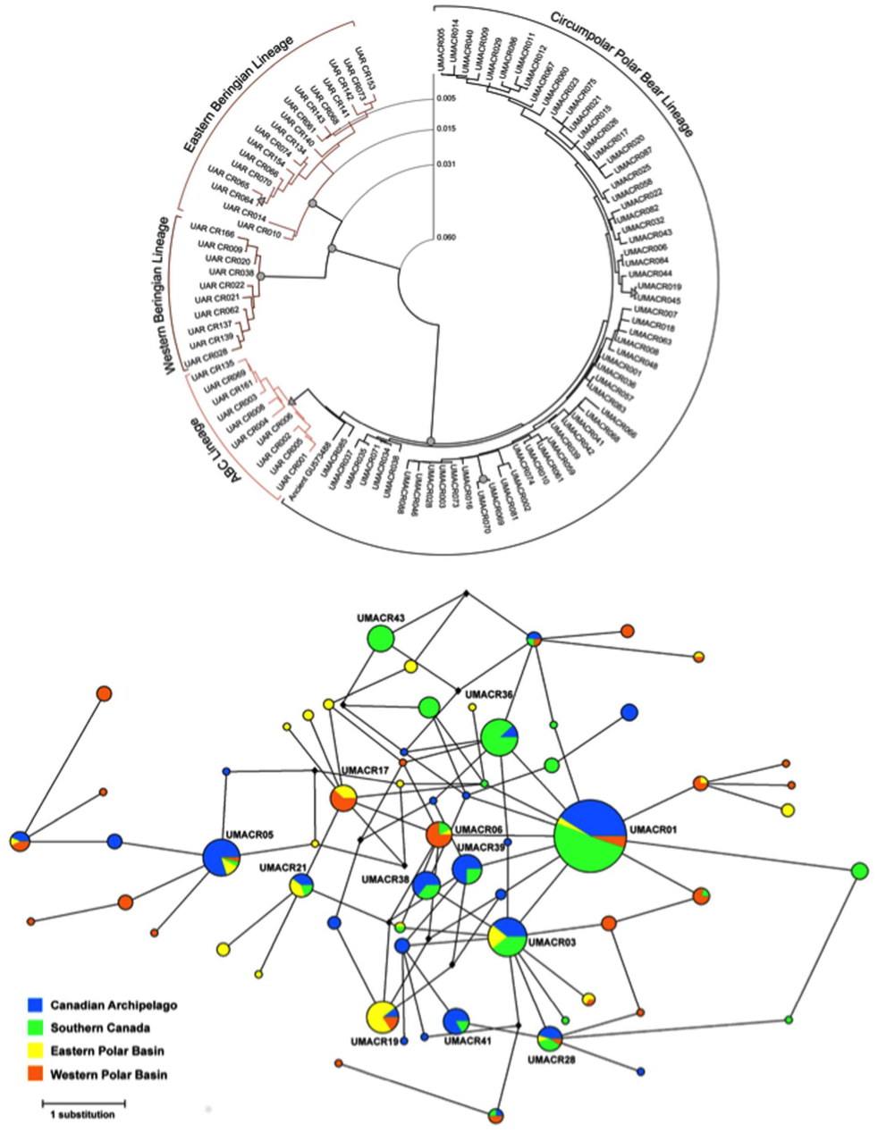 Durch Vergleich von mitochondrialer DNA wurden diese Evolutionsbäume und Verwandschaftsbeziehungen der untersuchten Eisbärenpopulationen erstellt. Quelle: DOI:10.1371/journal.pone.0112021