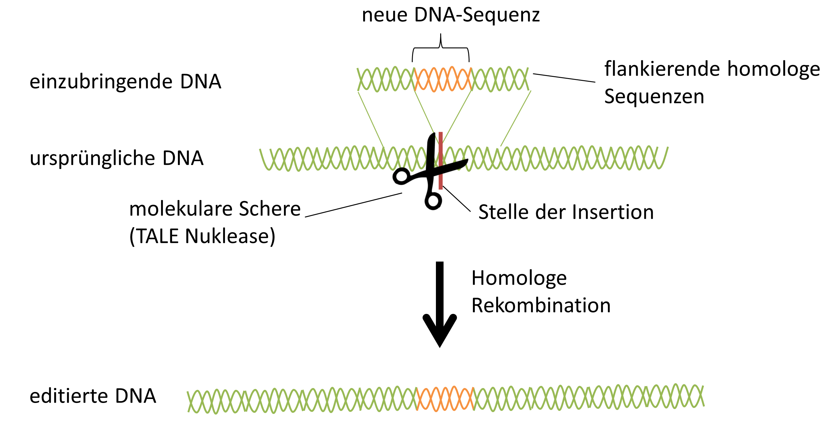 Genome Editing Schema