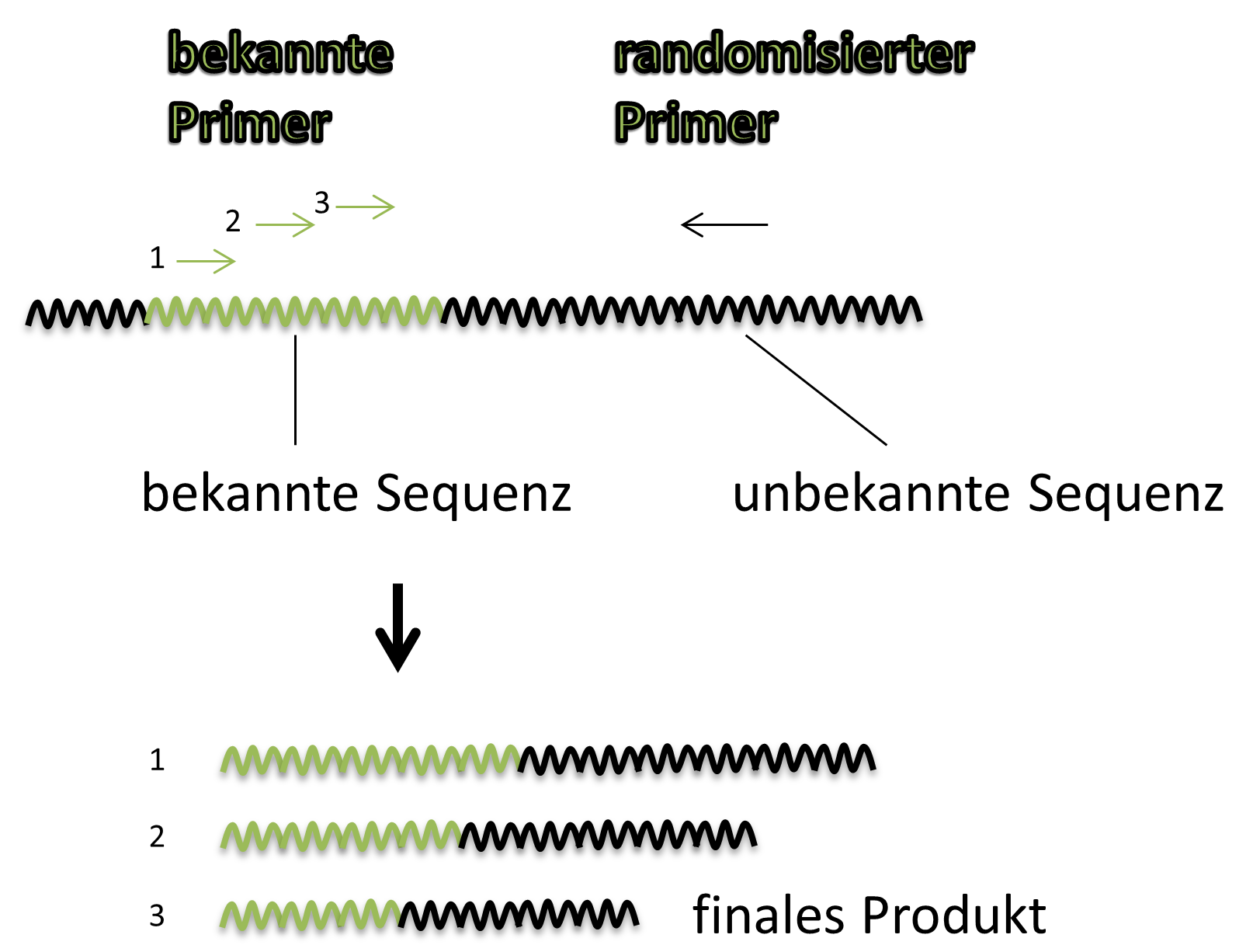 Genomwalking mit TAIL-PCR