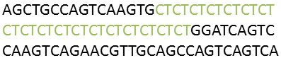 Innerhalb dieser genomischen Sequenz wiederholt sich die Folge CT 18-mal. So etwas wird als Microsatellit bezeichnet.