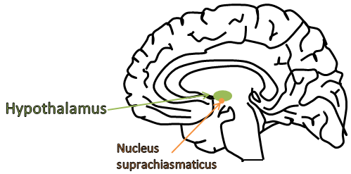Nucleus suprachiasmaticus
