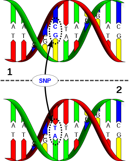 DNA-Sequenzen von Menschen sind nicht immer gleich. So können sich diese an einzelnen Stellen unterscheiden. Dies bezeichnet man als Einzelnukleotid Polymorphismus oder kurz SNP.